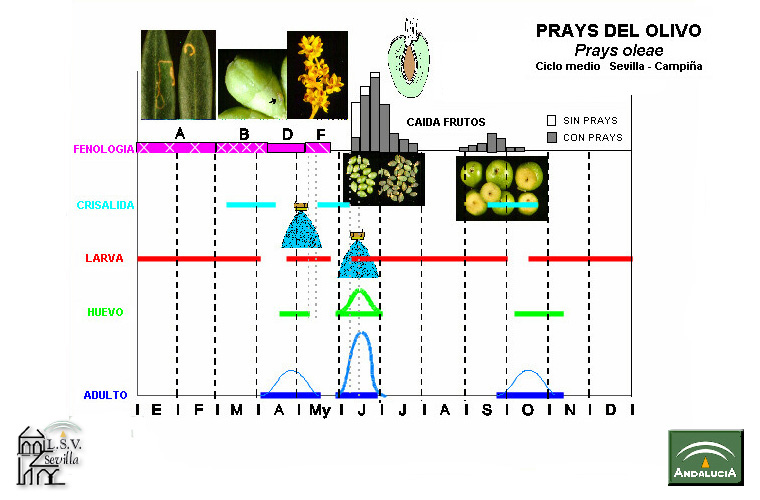 CICLO-PRAYS.jpg