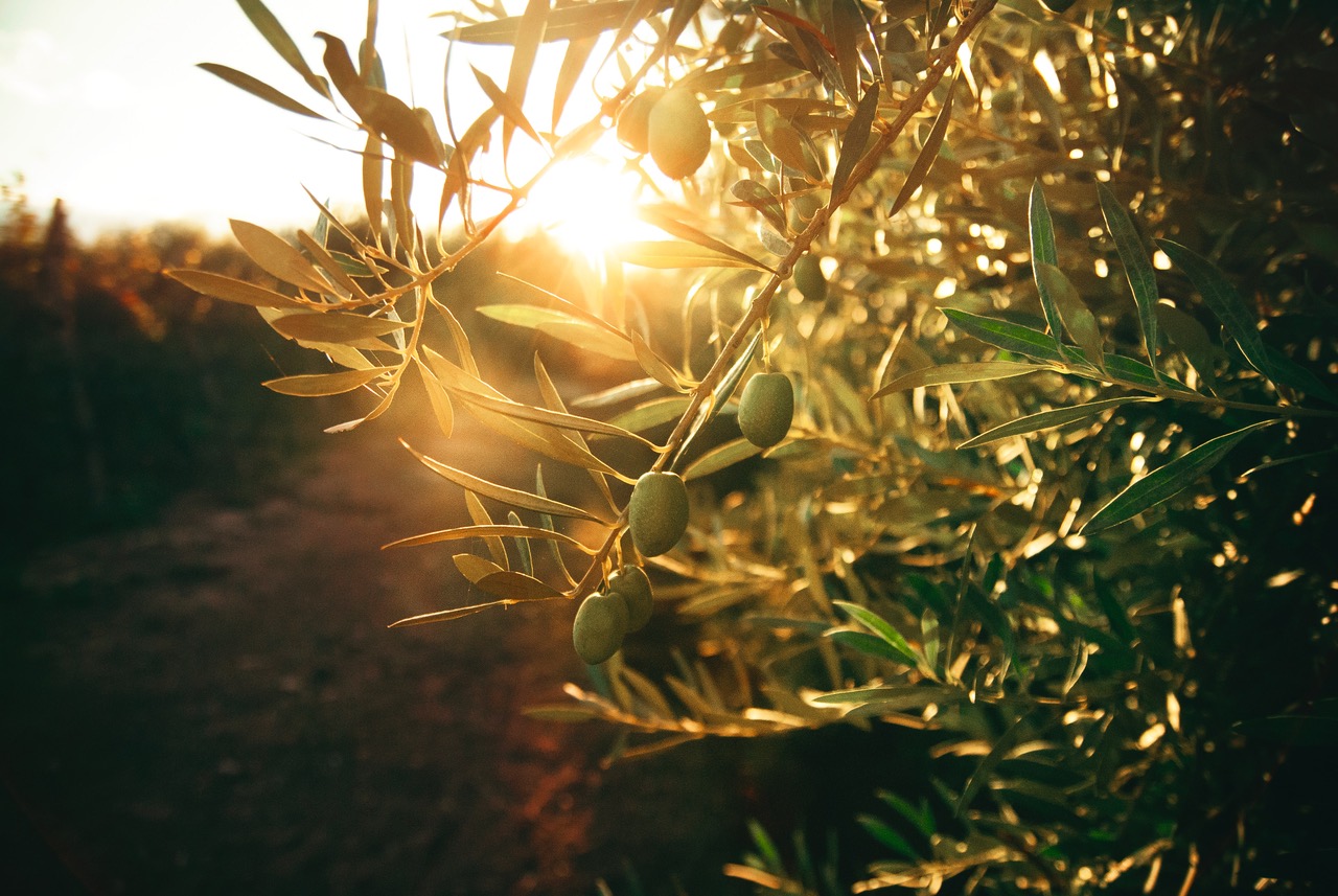 Los 5 remedios definitivos del aceite de oliva virgen extra (¡te sorprenderán!)